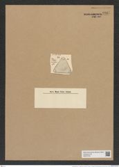 Trinacria pileolus var. ? josefina Grun. (de-Toni-Nr.: Genus 119, Species 3416) Zeichnungen Sammlung Grunow Nr. 6867 (NHMW-BOT-W0375725)